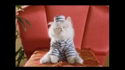 Cats & Dogs