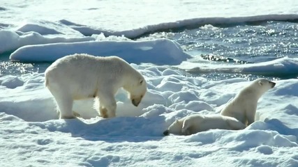 To the Arctic (2012) - Polar Family featurette