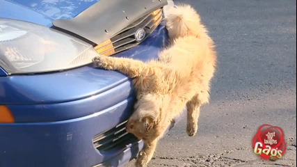 Блъсната котка - Скрита камера