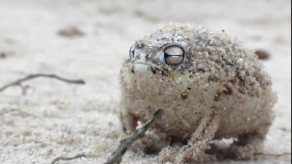 Най-сладката жаба в света - Desert Rain Frog