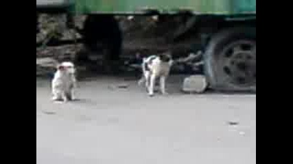 Мастий