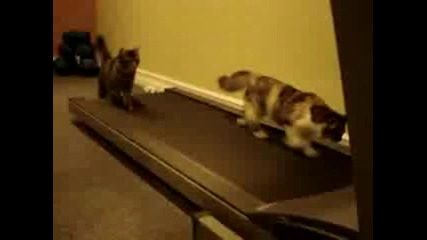 Трениращи Котки