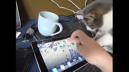 Котка си играе с Ipad 