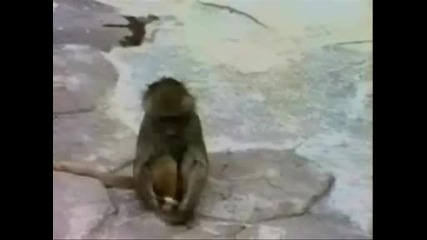 Маймуна Се Плаши От Отражението Си