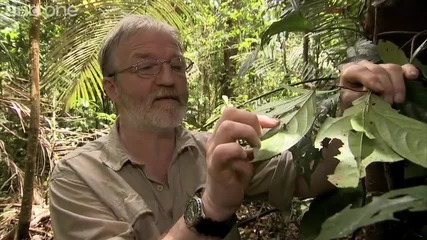 Страна на изток За вулкана епизод за преглед1 гъба зарази мравки - Bbc един 