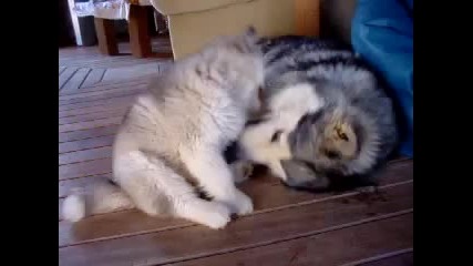alaskan malamutes - Игра