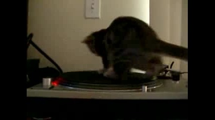 Коте се върти на грамофон 