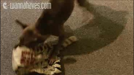 Dakota Vs Cat in the Bag