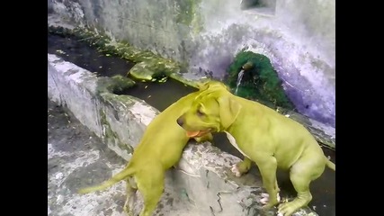 Vid_20130818_170731 питбули