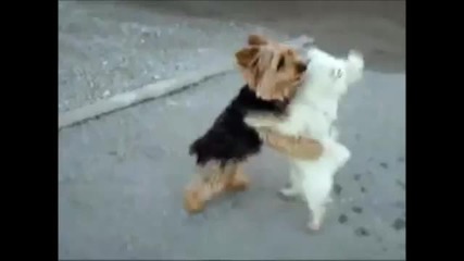 И кучетата могат да бъдат добри танцьори - Смях