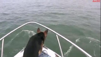 Куче се забавлява с делфини!