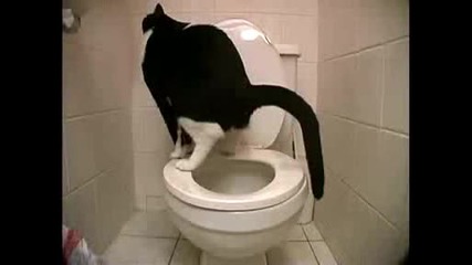 Котка пада в тоалетната 