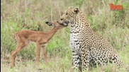 Леопард се сприятелява с малка импала