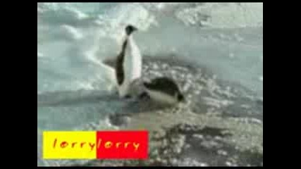 pingvin 