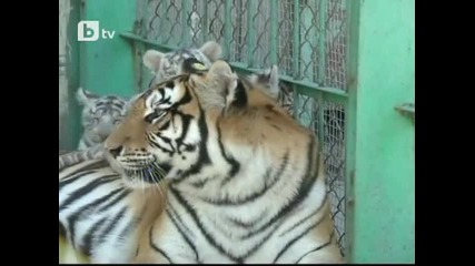 Манджурска тигрица осинови пет бели тигърчета