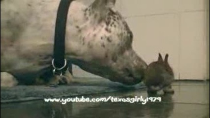 Зайче и Куче си играят