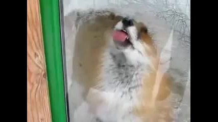 Смешна лисица лиже стъкло 