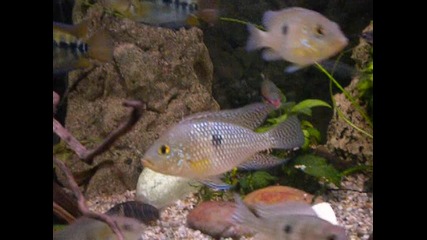 Geophagus sp. Tapajos 'red head' 1
