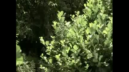 Elisa Di Rivombrosa - Ladovsk Zima