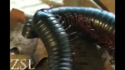 Giant Millipede - Interview