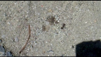мравка на кръговото 