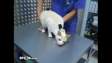 Ветеринарният лекар сложи на котката щипка за пари но това което се случи след това е прекрасно !(1)