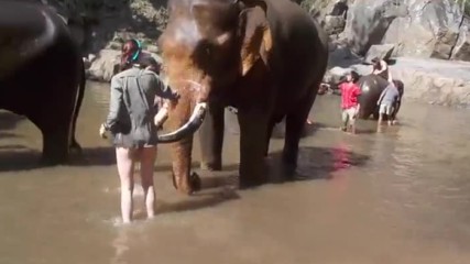 Реакцията на слон ,когато не харесва туристка да го къпе