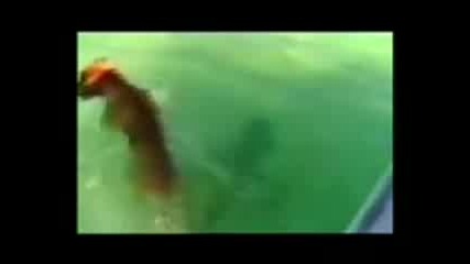 Куче напада акула 