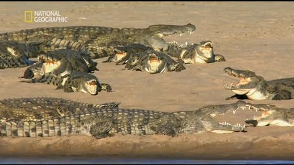 Бг Аудио - Крокодилски банди