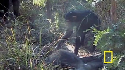 Шимпанзета скърбят за мъртвият си събрат