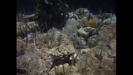 някакви риби стоящи вертикално аквариум Пекин 9 