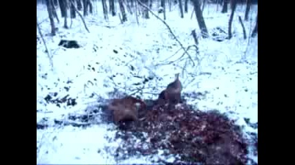 Посавски Гончета На Лов За Глигани