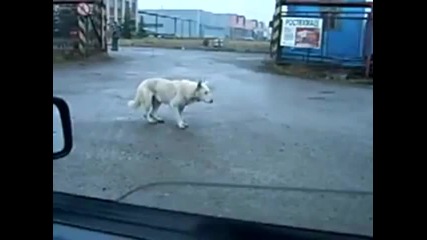 Куче Техно манияк 