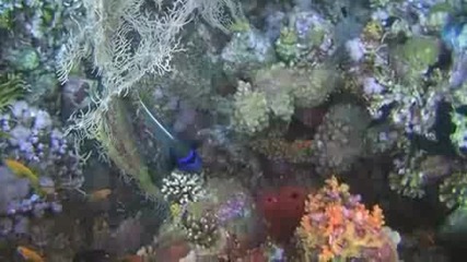подводен свят - Червено море