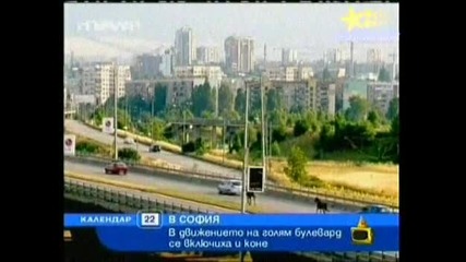 Господари На Ефира - Конски Неволи В София (смях)! 30.06.2008