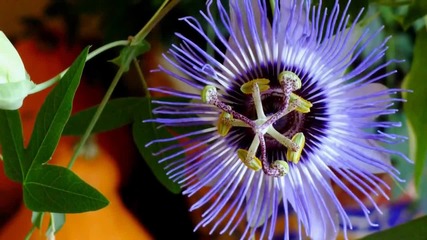 Ernesto Cortazar - Scent Of A Lifetime - Blues - For Krystyna J