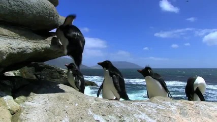 Penguin Fail - Kompilaciia padashti pingvini ..