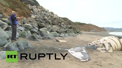 САЩ: Учени смаяни след като още един кит изплува на брега в Калифорния