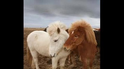 animals