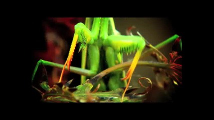 Springtime - A Journey Into Macro Space 