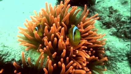 Nemo 