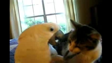 Папагал и Котка - Животинска Любов