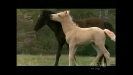 Wild Horse - 2