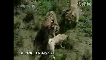 Tурски Кангал vs Тигър 