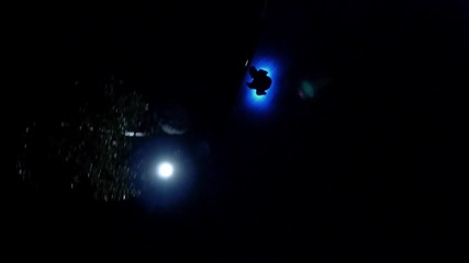 Firefly