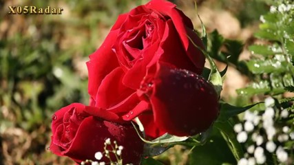 Превод - Bette Midler - The Rose
