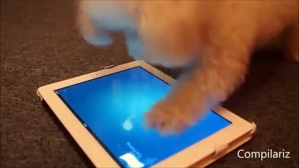Животните също обичат да играят с Ipad