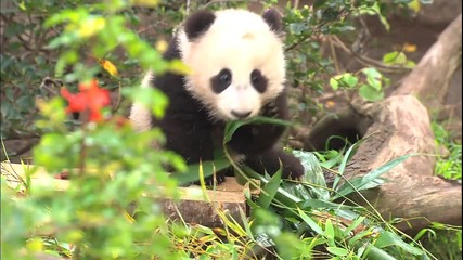 Сладко Бебе Панда
