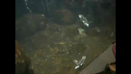 Пингвин се изпусква под вода Смях!!!