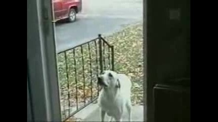 тъпо куче 